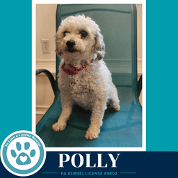 Polly image 3