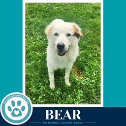 Bear image 1