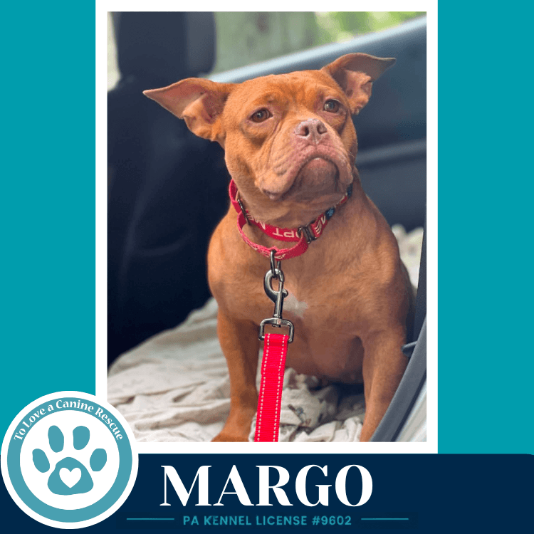 Margo - Bulldog