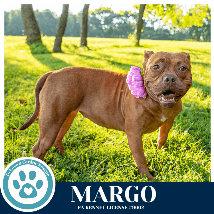 Margo - Bulldog