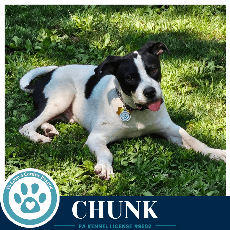 Chunk - American Bulldog