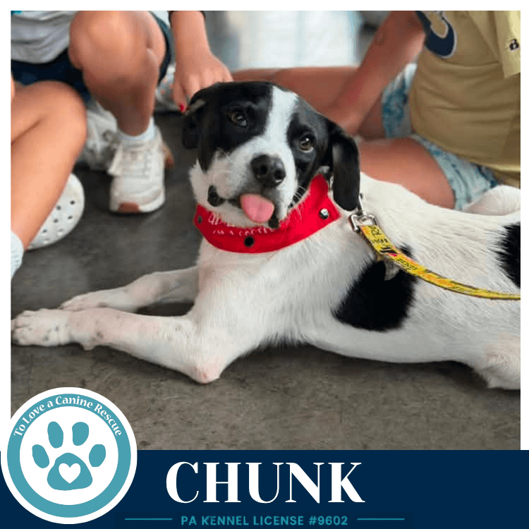 Chunk - American Bulldog