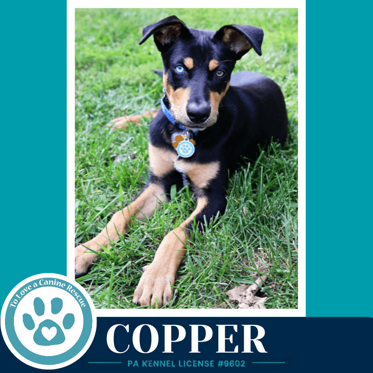 Copper Treasure Trio - Shepherd