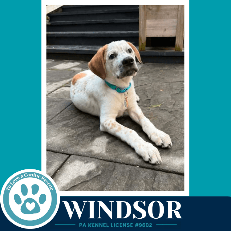 Windsor The Palace Pups - Australian Shepherd