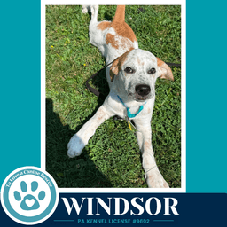 Windsor The Palace Pups image 2