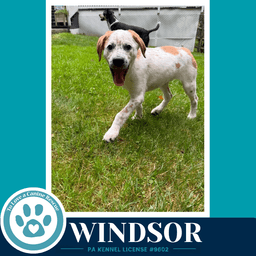 Windsor The Palace Pups image 3