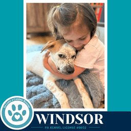 Windsor The Palace Pups image 4