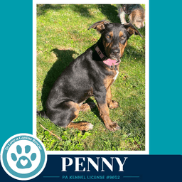 Penny Treasure Trio image 1