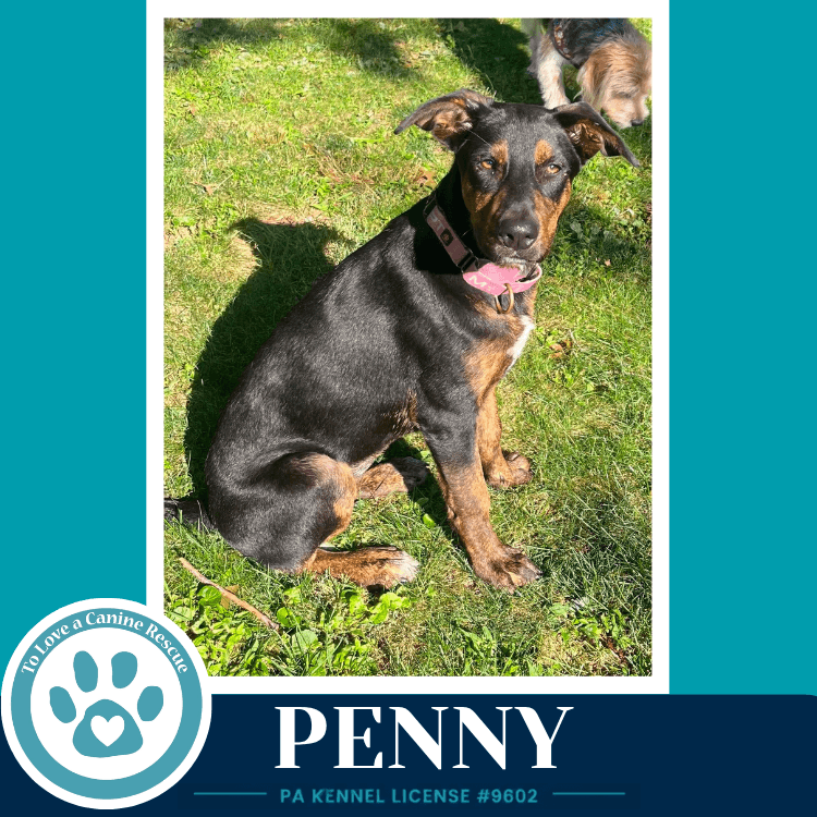 Penny Treasure Trio - Shepherd