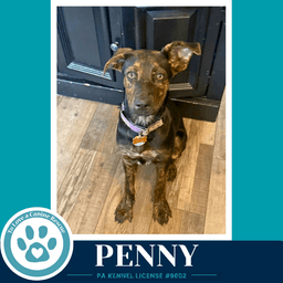 Penny Treasure Trio image 2