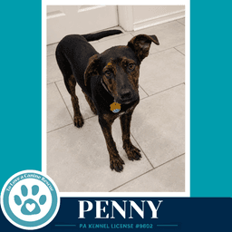 Penny Treasure Trio image 3
