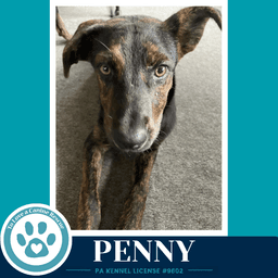 Penny Treasure Trio image 4