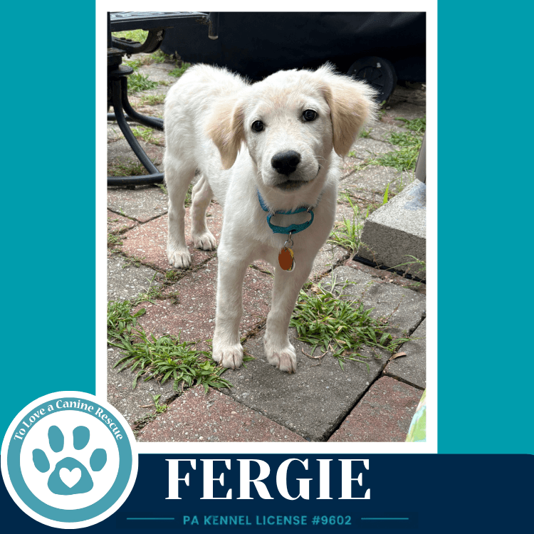 Fergie The Palace Pups - Australian Shepherd