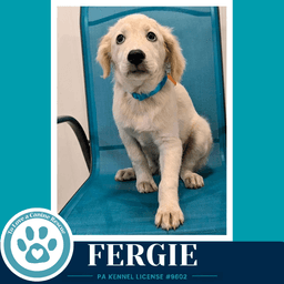 Fergie The Palace Pups image 2
