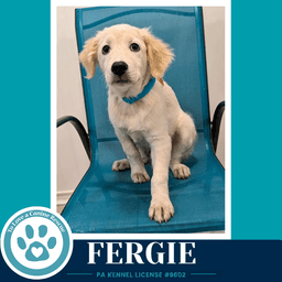Fergie The Palace Pups image 3