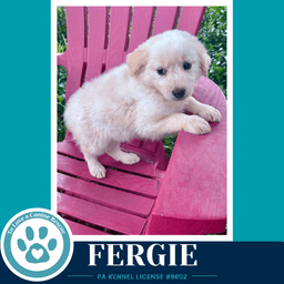 Fergie The Palace Pups image 4