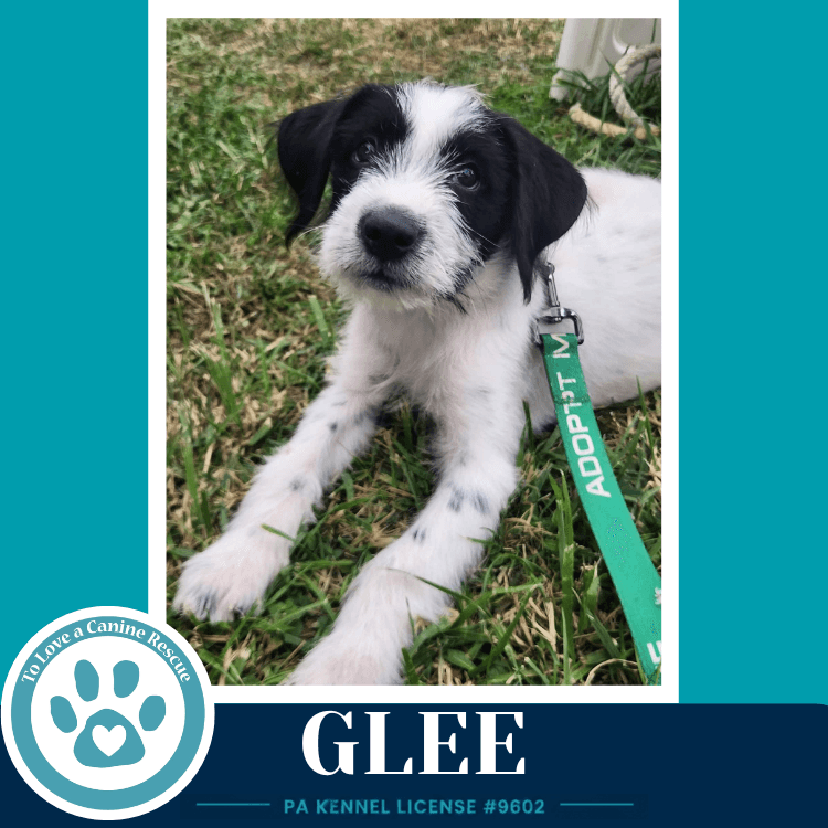 Glee Mood Boosters - Great Pyrenees