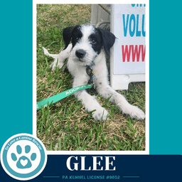 Glee Mood Boosters image 2