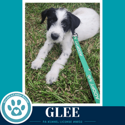 Glee Mood Boosters image 3