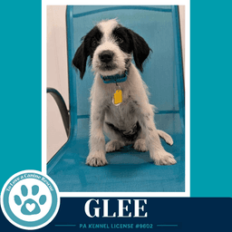Glee Mood Boosters image 4