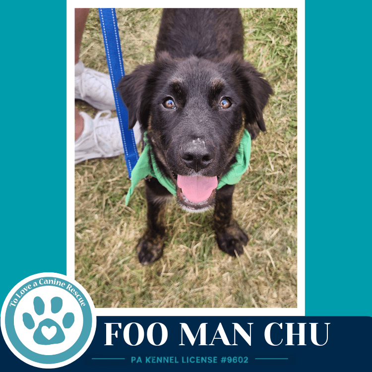 Foo Man Chu Aussie Posse - Australian Shepherd