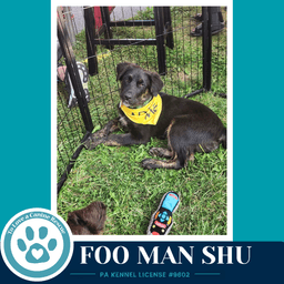 Foo Man Chu Aussie Posse image 2