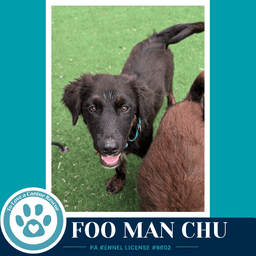 Foo Man Chu Aussie Posse image 3