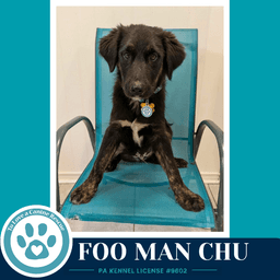 Foo Man Chu Aussie Posse image 4