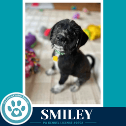 Smiley Mood Boosters image 1