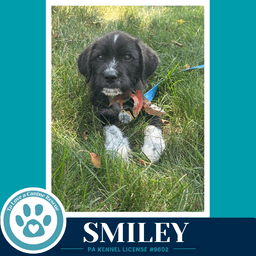 Smiley Mood Boosters image 2