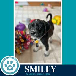 Smiley Mood Boosters image 3