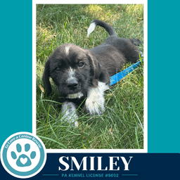 Smiley Mood Boosters image 4