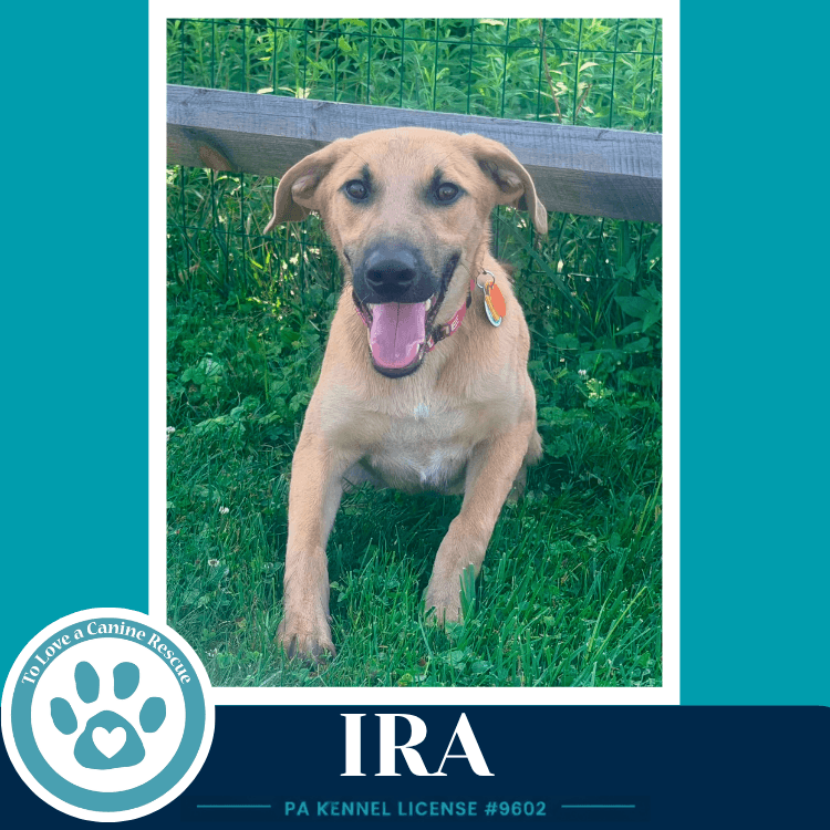 Ira I-Team - Shepherd