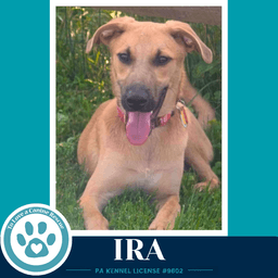 Ira I-Team image 2