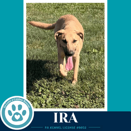 Ira I-Team image 3
