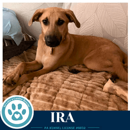 Ira I-Team image 4