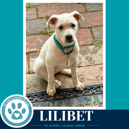Lilibet The Palace Pups image 1