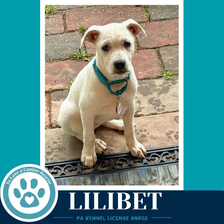 Lilibet The Palace Pups - Australian Shepherd
