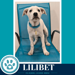 Lilibet The Palace Pups image 2