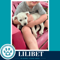 Lilibet The Palace Pups image 3