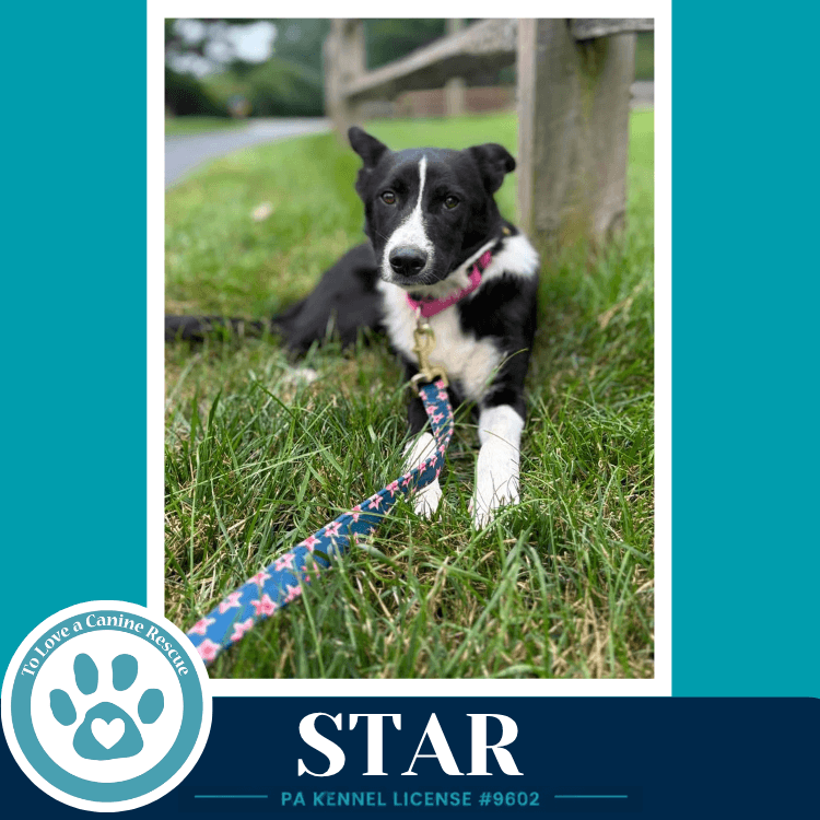 Star Blue's Hues Pups - Border Collie