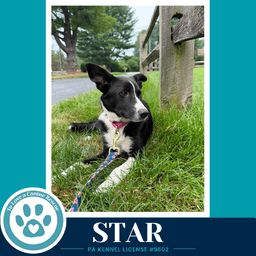 Star Blue's Hues Pups image 2