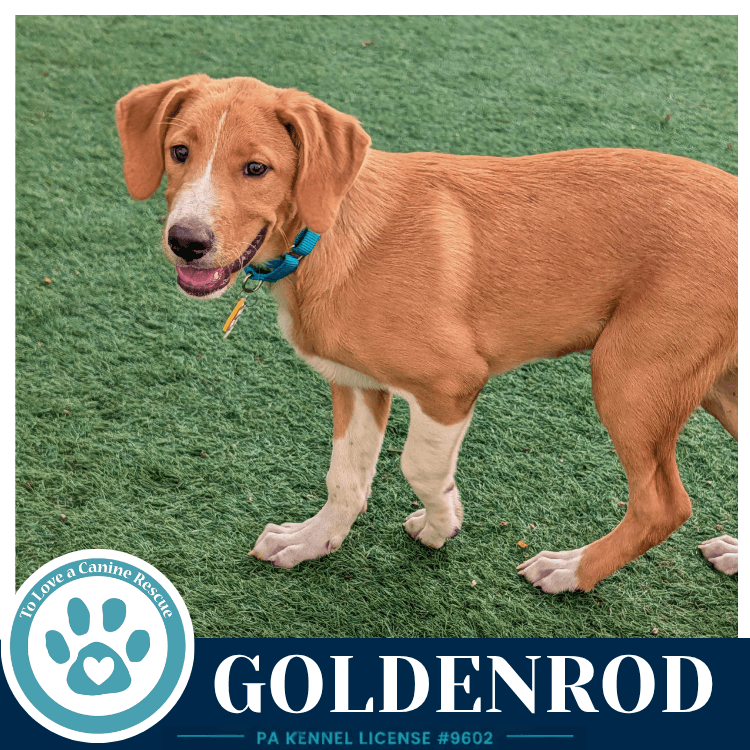 Goldenrod Harvest Bunch - Labrador Retriever