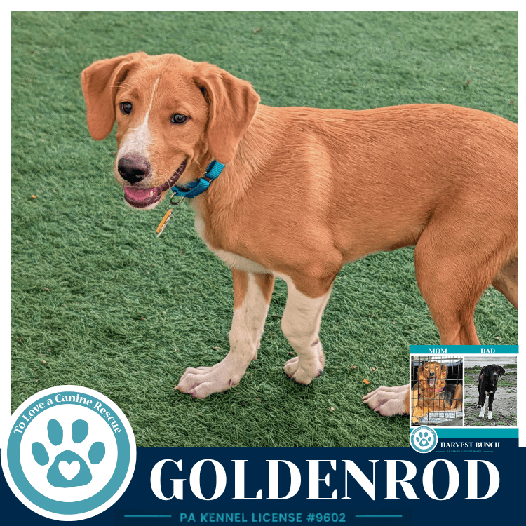 Goldenrod Harvest Bunch - Labrador Retriever