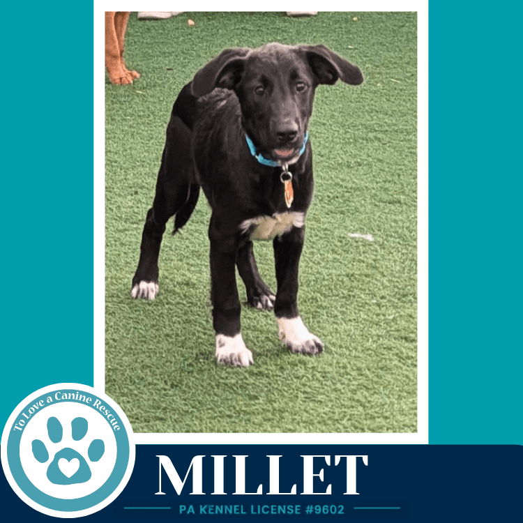 Millet Harvest Bunch - Labrador Retriever
