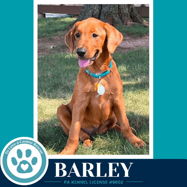 Barley Harvest Bunch - Labrador Retriever