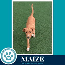 Maize Harvest Bunch image 1