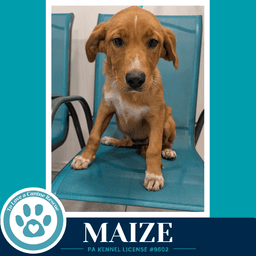 Maize Harvest Bunch image 2