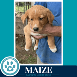 Maize Harvest Bunch image 3