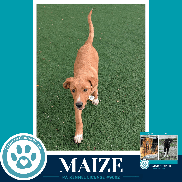 Maize Harvest Bunch - Labrador Retriever